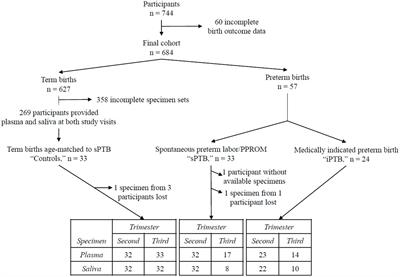 Maternal plasma and salivary anelloviruses in pregnancy and preterm birth